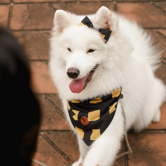 Bandana Bicolor